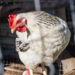 Menilik Keseruan Judi Sabung Ayam Online